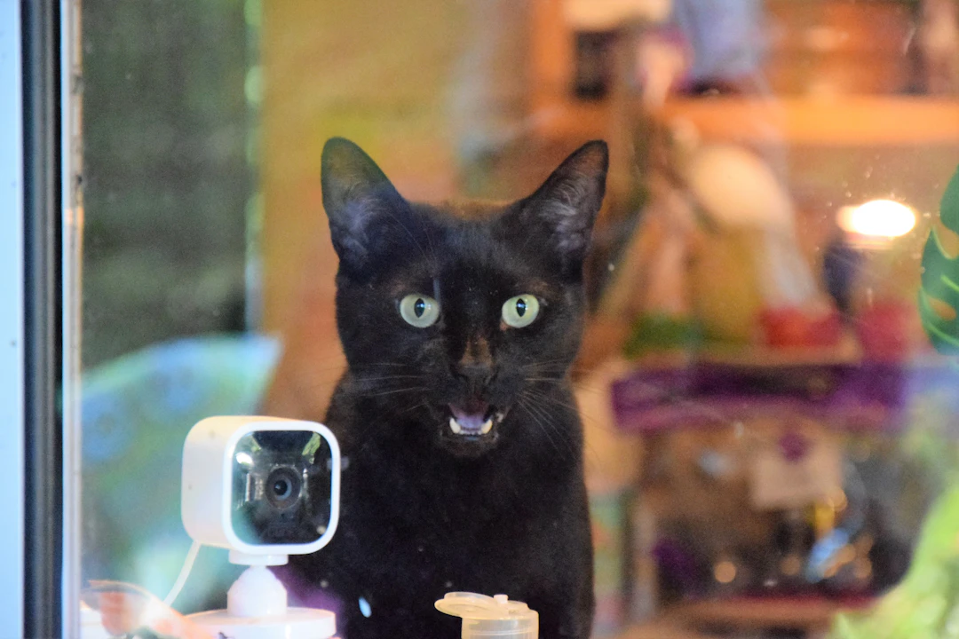 カメラ付き自動給餌器の選び方｜画質・画角・暗視機能を徹底解説