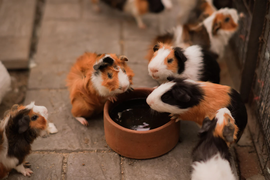 多頭飼いにおすすめ！複数ペット対応自動給餌器5選