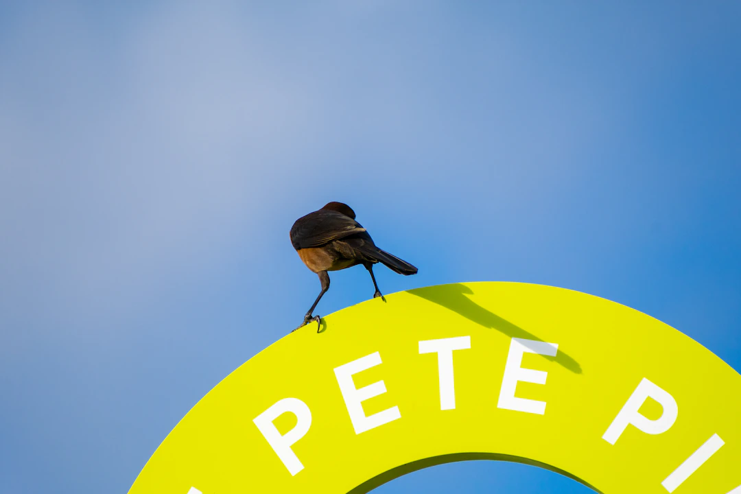 スマホ連携機能の活用術｜外出先からペットを見守る設定方法