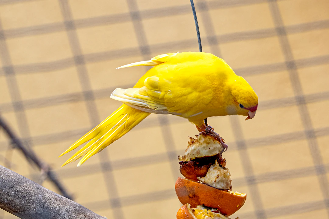 予算別の選び方