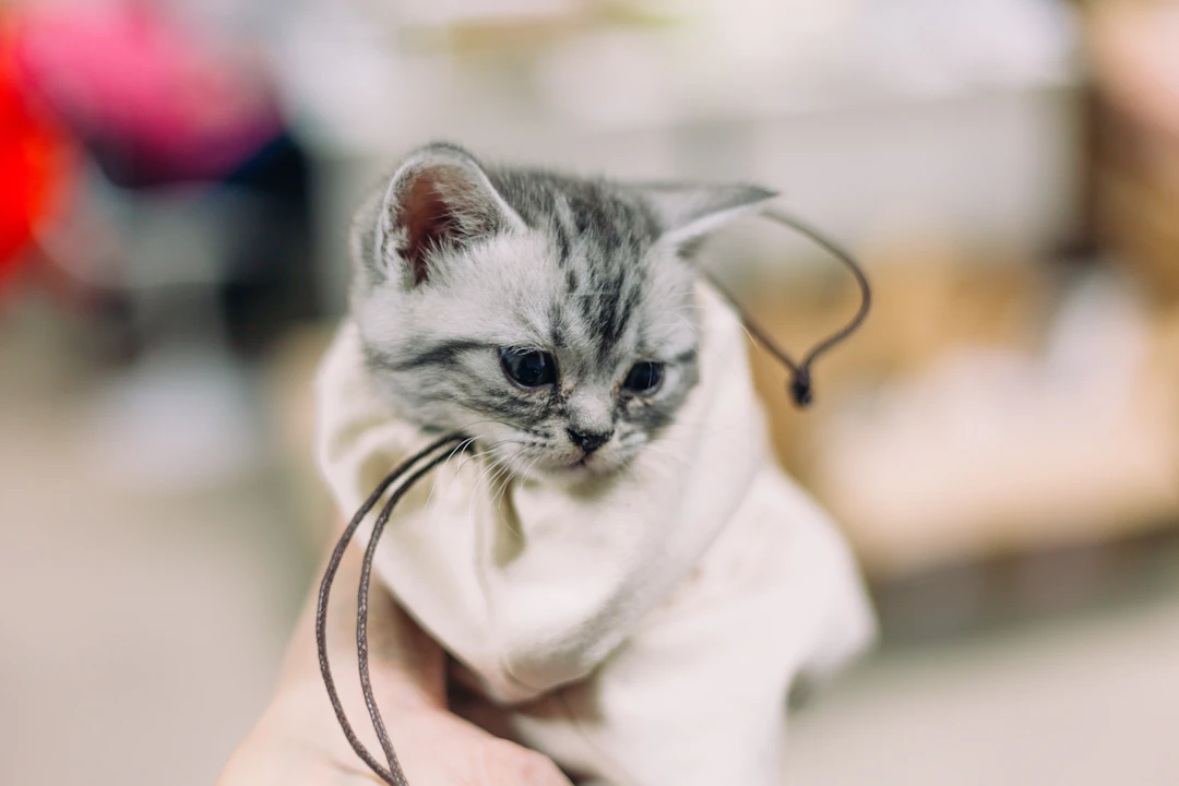 予算別自動給餌器の比較